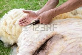 cạo lông cừu