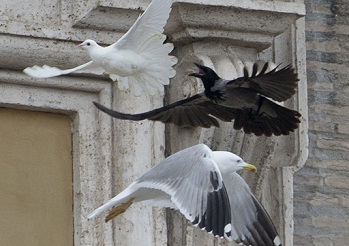 pope-doves-attacked.jpg